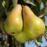 Груша КОНКОРД в Кобрине