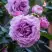 Роза СИЛЬВЕР КВИК плетистая в Кобрине