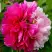 Пион ДВЕ СЕСТРЫ древовидный в Кобрине