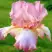 Ирис БЛАШИНГ ПИНК бородатый в Кобрине
