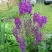 Коровяк ВИОЛЕТТА (вербаскум) в Кобрине