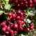 Рябина ГРАНАТНАЯ сладкоплодная в Кобрине