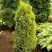 Можжевельник ГОЛД КОН обыкновенный в Кобрине