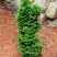 Туя СПИРАЛИС МИНИ западная в Кобрине