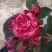 Роза ФАЙЕР ВОРКС миниатюрная в Кобрине