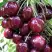 Черешня СИЛЬВИЯ колоновидная в Кобрине