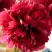 Пион БЕЛГРАВИЯ травянистый в Кобрине