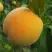 Персик ДОНЕЦКИЙ ЖЕЛТЫЙ в Кобрине