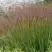 Просо ШЕНАНДО прутьевидное в Кобрине