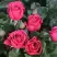 Роза ЛАВ ЛЕТТЕР флорибунда в Кобрине