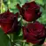 Роза ЧЕРНАЯ МАГИЯ чайно-гибридная в Кобрине