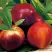 Нектарин СТАРК РЕД ГОЛД в Кобрине