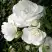 Роза АЙСБЕРГ флорибунда в Кобрине