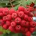 Рябина АЛАЯ КРУПНАЯ сладкоплодная в Кобрине