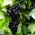 Смородина чёрная БЕЛОРУССКАЯ СЛАДКАЯ в Кобрине