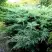 Можжевельник ПФИТЦЕРИАНА ГЛАУКА  средний в Кобрине