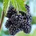 Ежевика БЛЭК САТИН бесшипная  в Кобрине