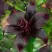Лилия БЛЭК ШАРМ азиатская в Кобрине