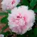Пион ПЕРСИК ПОД СНЕГОМ древовидный в Кобрине
