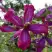 Клематис СВИТ САММЕР ЛАВ в Кобрине