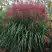 Мискантус МАЛЕПАРТУС китайский  в Кобрине