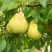 Груша ВЕЛИКАЯ ЛЕТНЯЯ (БОЛЬШАЯ ЛЕТНЯЯ) в Кобрине