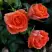 Роза ОРАНЖ ДЖЕВЕЛ миниатюрная в Кобрине