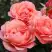 Роза КОРАЛ ЛИОНС РОУЗ флорибунда в Кобрине