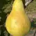 Груша КОНКОРД в Кобрине