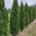 Туя ДЕГРУТ СПАЙР западная в Кобрине