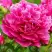 Пион НОЧНЫЕ ГРЕЗЫ древовидный в Кобрине