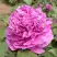 Пион ОРНАМЕНТ древовидный в Кобрине