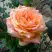 Роза ЭЛЬДОРАДО чайно-гибридная в Кобрине