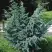 Можжевельник БЛЮ АЛЬПС китайский  в Кобрине