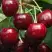 Черешня ГРОНКАВАЯ в Кобрине