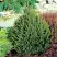 Ель КОМПАКТА обыкновенная в Кобрине