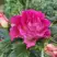 Роза БРЕРА флорибунда в Кобрине