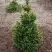 Ель ВИЛС ЦВЕРГ обыкновенная в Кобрине