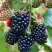 Ежевика ОУАЧИТА бесшипная  в Кобрине