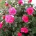 Роза МАЛИНОВЫЙ ЗВОН чайно-гибридная в Кобрине