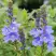 Вероника РОЯЛ БЛЮ большая в Кобрине