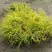 Кипарисовик ГОЛДЕН МОП горохоплодный в Кобрине