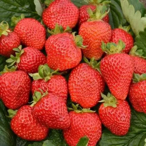 Клубника САН АНДРЕАС ремонтантная  Клубника САН АНДРЕАС ремонтантная в Кобрине