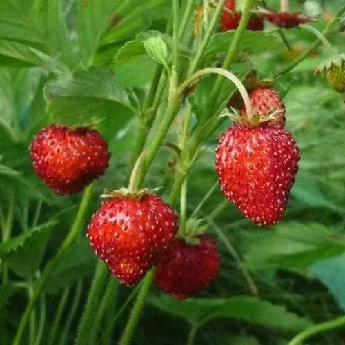 Земляника АЛЬПИЙСКАЯ  Земляника АЛЬПИЙСКАЯ в Кобрине