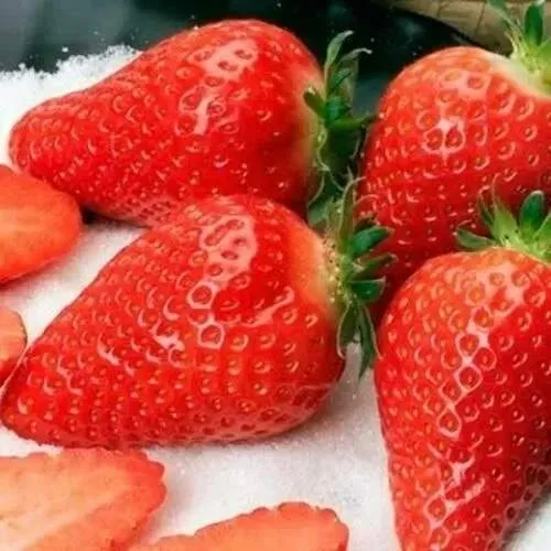 Клубника АЛЬБА  Клубника АЛЬБА в Кобрине