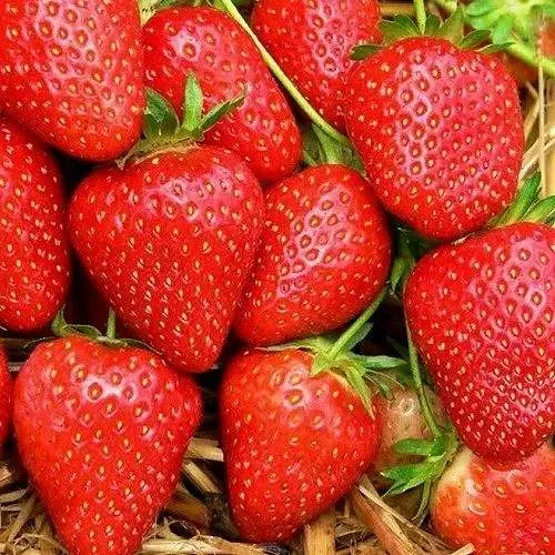 Клубника КВИКИ  Клубника КВИКИ в Кобрине