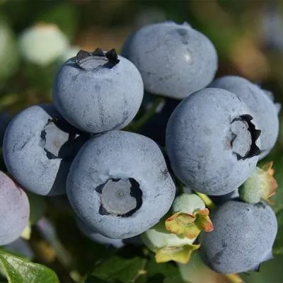 Высокорослые сорта  в Кобрине