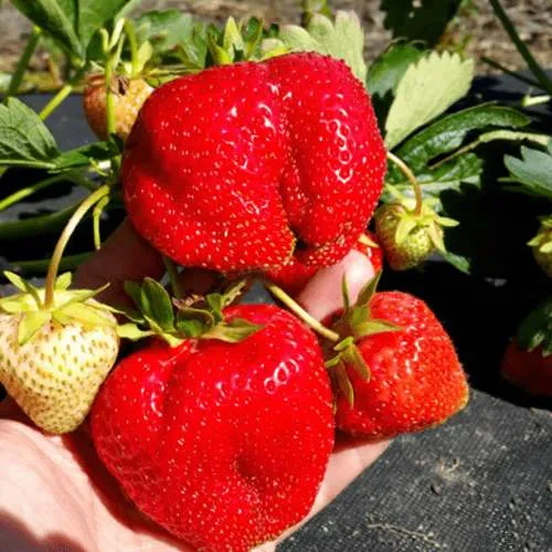 Клубника АПРИКА  Клубника АПРИКА в Кобрине