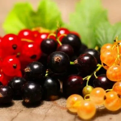 Комплект саженцев  Комплект саженцев в Кобрине