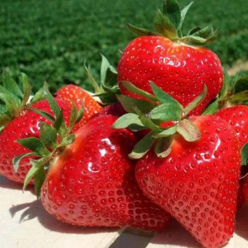 Клубника ДЖОЛИ  Клубника ДЖОЛИ в Кобрине